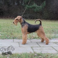 SHER KHAZARIA - SHER KHAZARIAInternational Champion, Junior Champion of Russia, Junior Champion of National Airedale Terrier Club; Champion of Russia, Belorussia, Lituania, 3*RKF, National Airedale Terrier Club, 5*CACIB, BIG, RBIG, HD-A, ED-0 (тесты сделаны в Литве).Рожд. 02.06.2017(о. Int. Ch. Flaire Matterhorn for Sher &amp; м. Int. Ch. Sher Tayga)Владелец: Красилов Виталий (г. Москва)